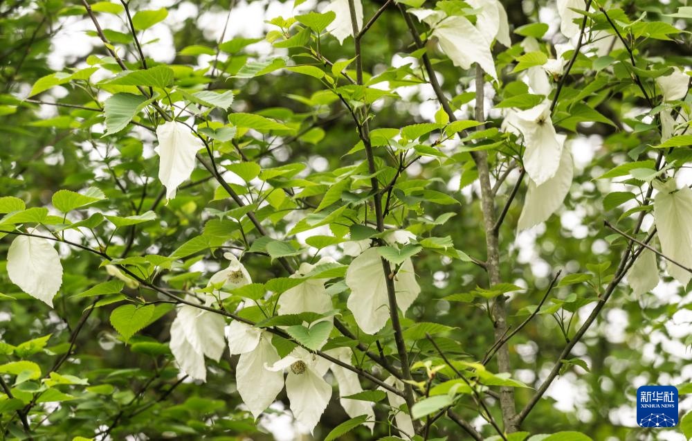 “植物活化石”珙桐在三峡坝区连片绽放