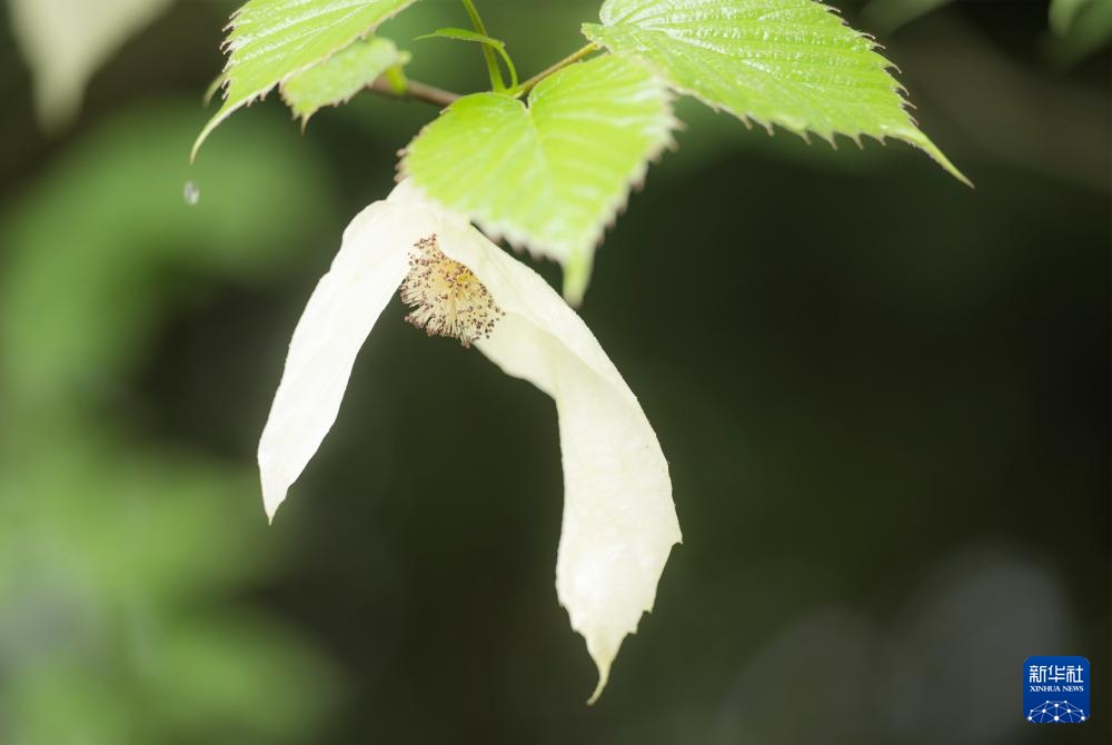 “植物活化石”珙桐在三峡坝区连片绽放