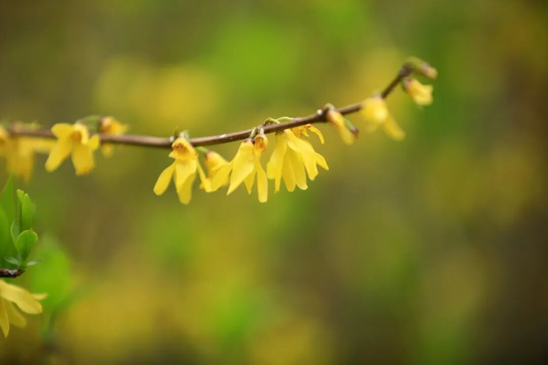 春天，为什么黄色的花先开？
