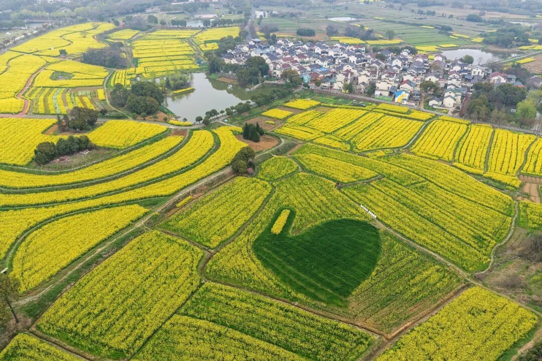 春天，为什么黄色的花先开？
