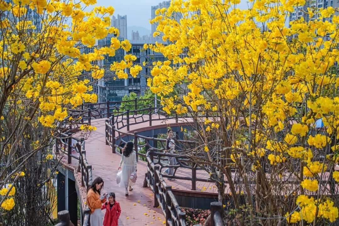 春天，为什么黄色的花先开？