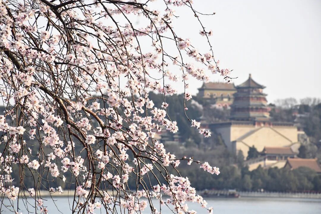 春天，为什么黄色的花先开？