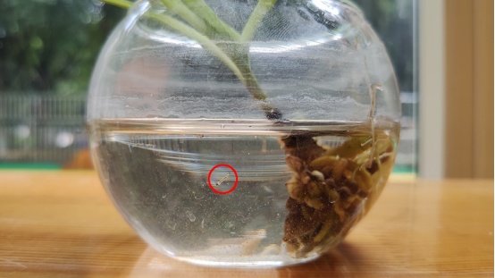 这20%的人更爱招蚊子！看看有您吗？