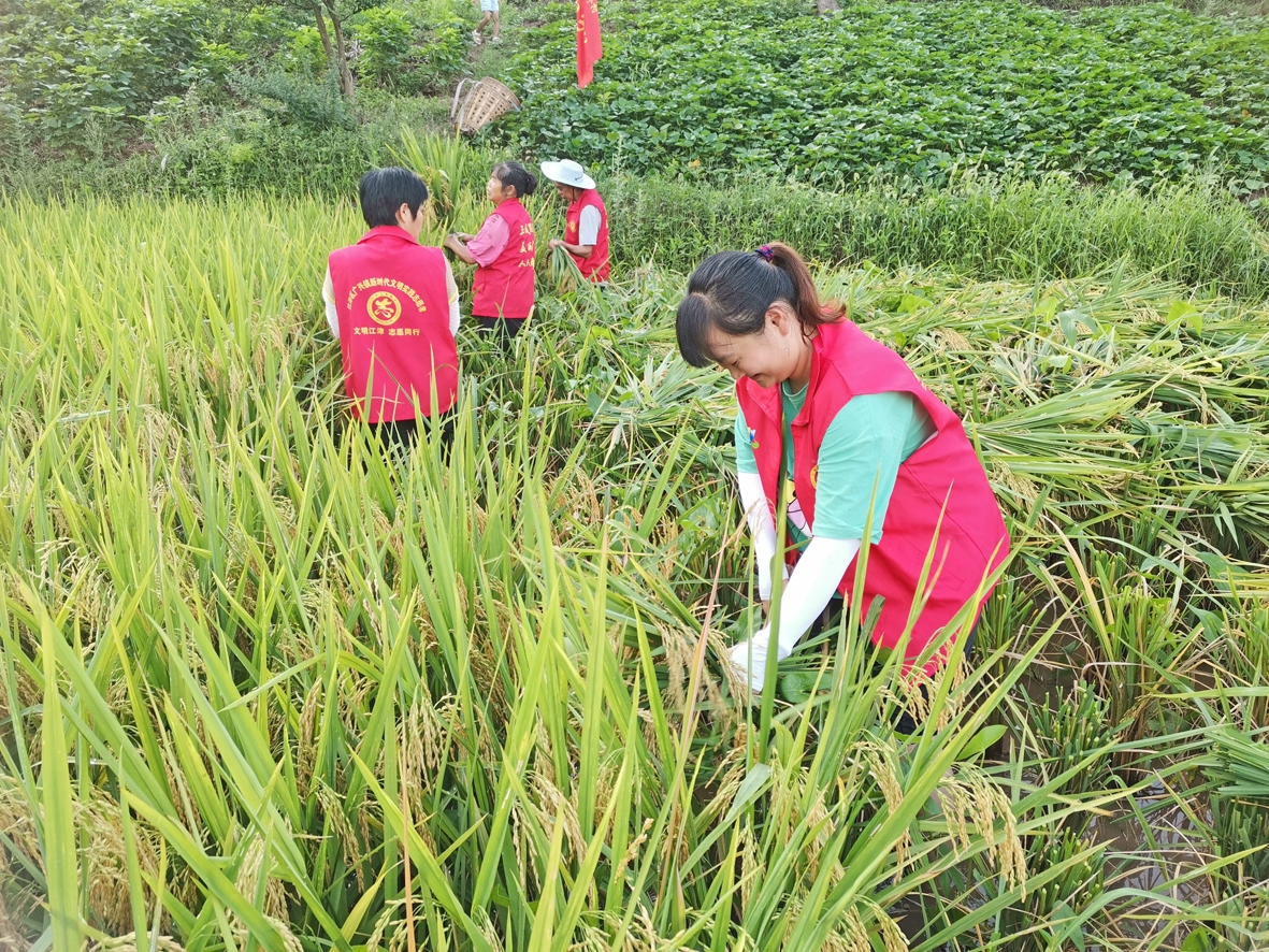 "红马甲"助农收割水稻