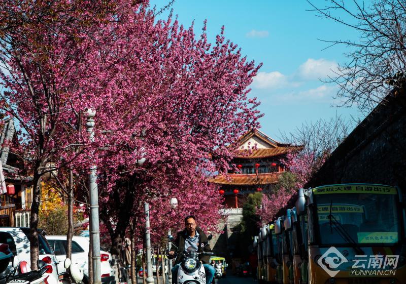 大理古城冬樱绽放迎游客