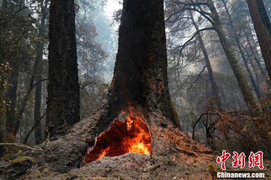 中国新闻网|美国加州山火延烧至红杉林 部分树龄超2000年