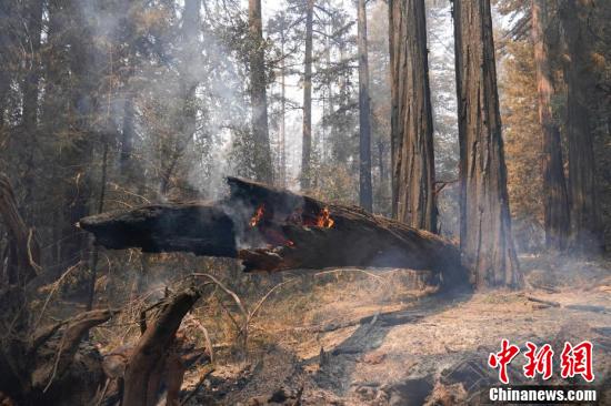 中国新闻网|美国加州山火延烧至红杉林 部分树龄超2000年