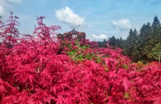 端午佳节"粽"香 巴南区圣灯山镇五洲园邀市民赏夏季红枫