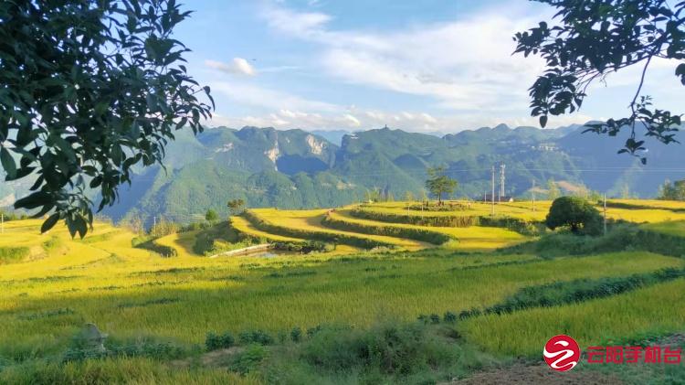 清水土家族乡:金秋稻谷黄 村民跳起土家族摆手舞庆丰收