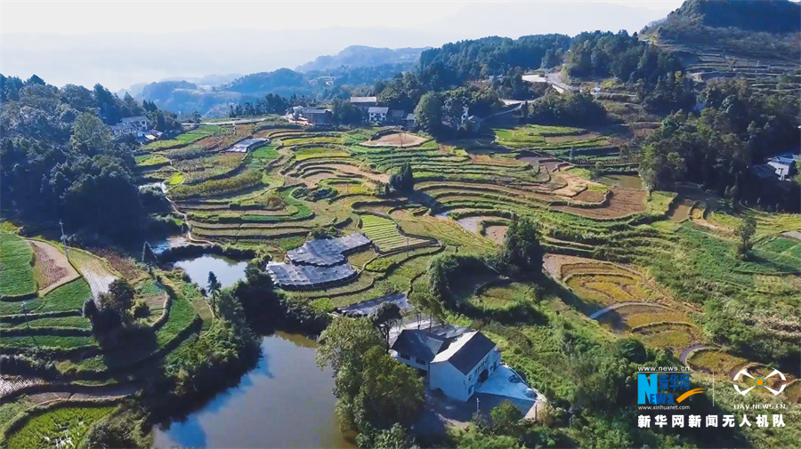 重庆綦江三角镇中坝村田间地头,稻浪随风翻滚.新华网发(叶嘉豪 摄)