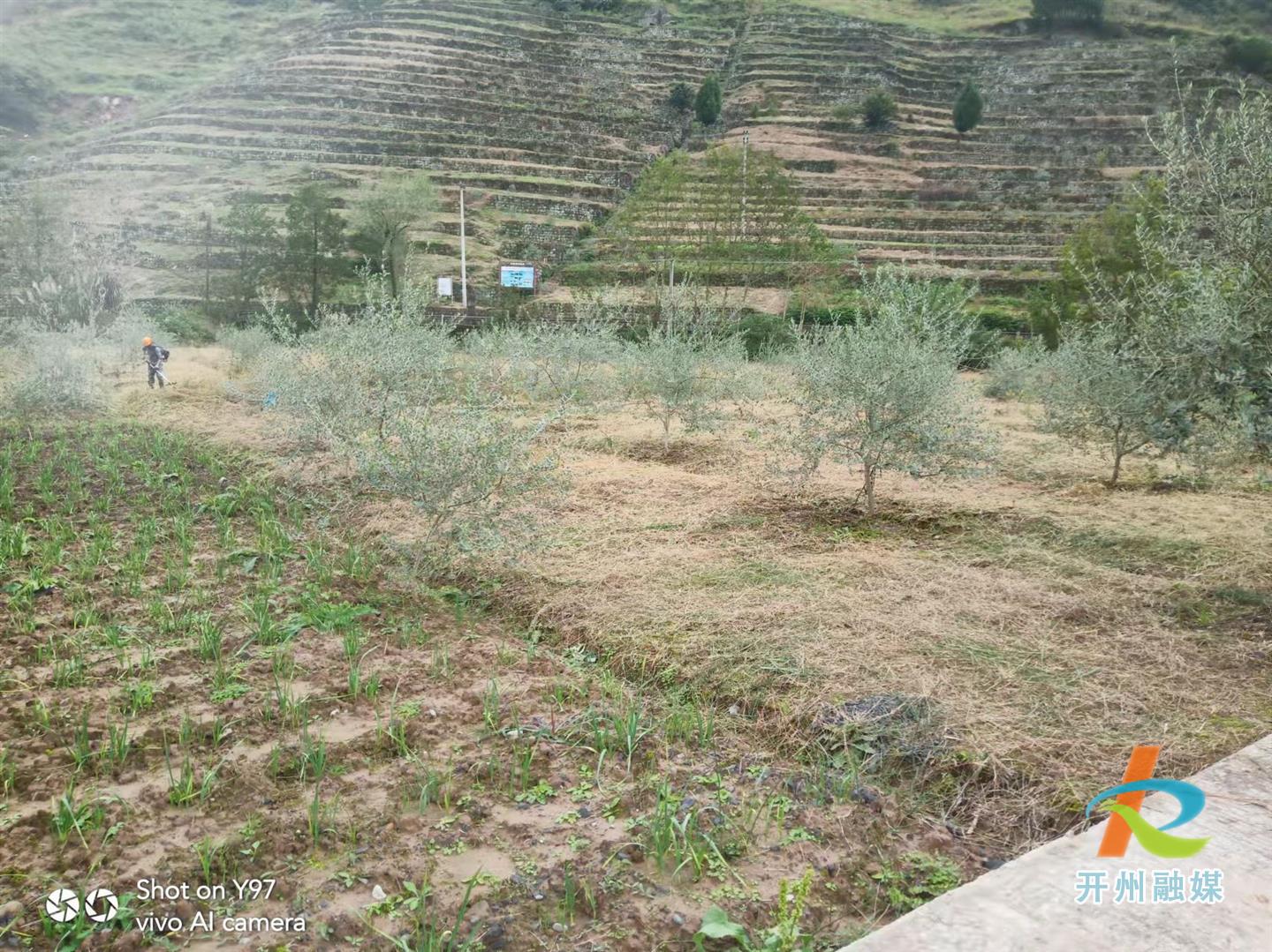 天和镇油橄榄种植基地管护忙