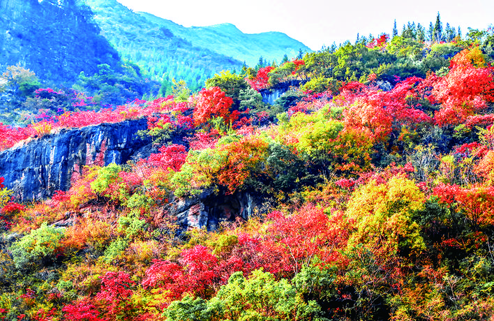 满山红叶似彩霞 彩霞年年映三峡第十五届中国·重庆长江三峡(巫山)