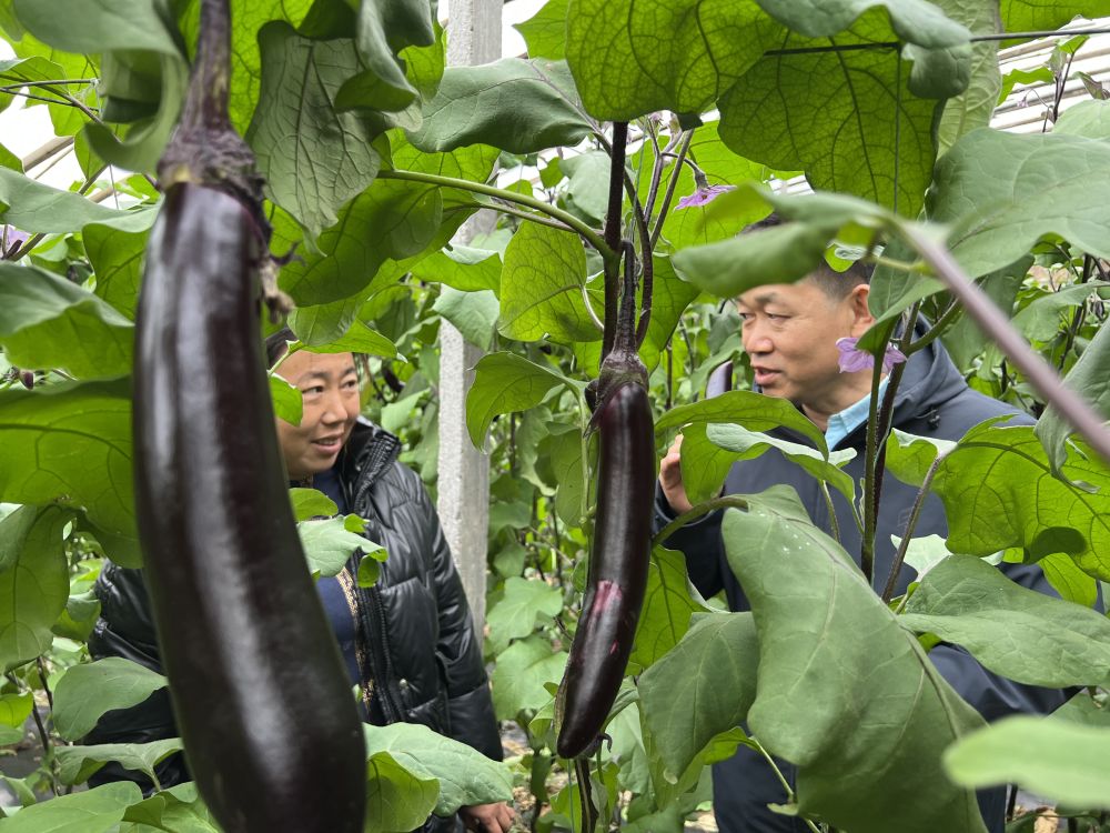 新华全媒+|山东寿光着力做好蔬菜“稳”字文章