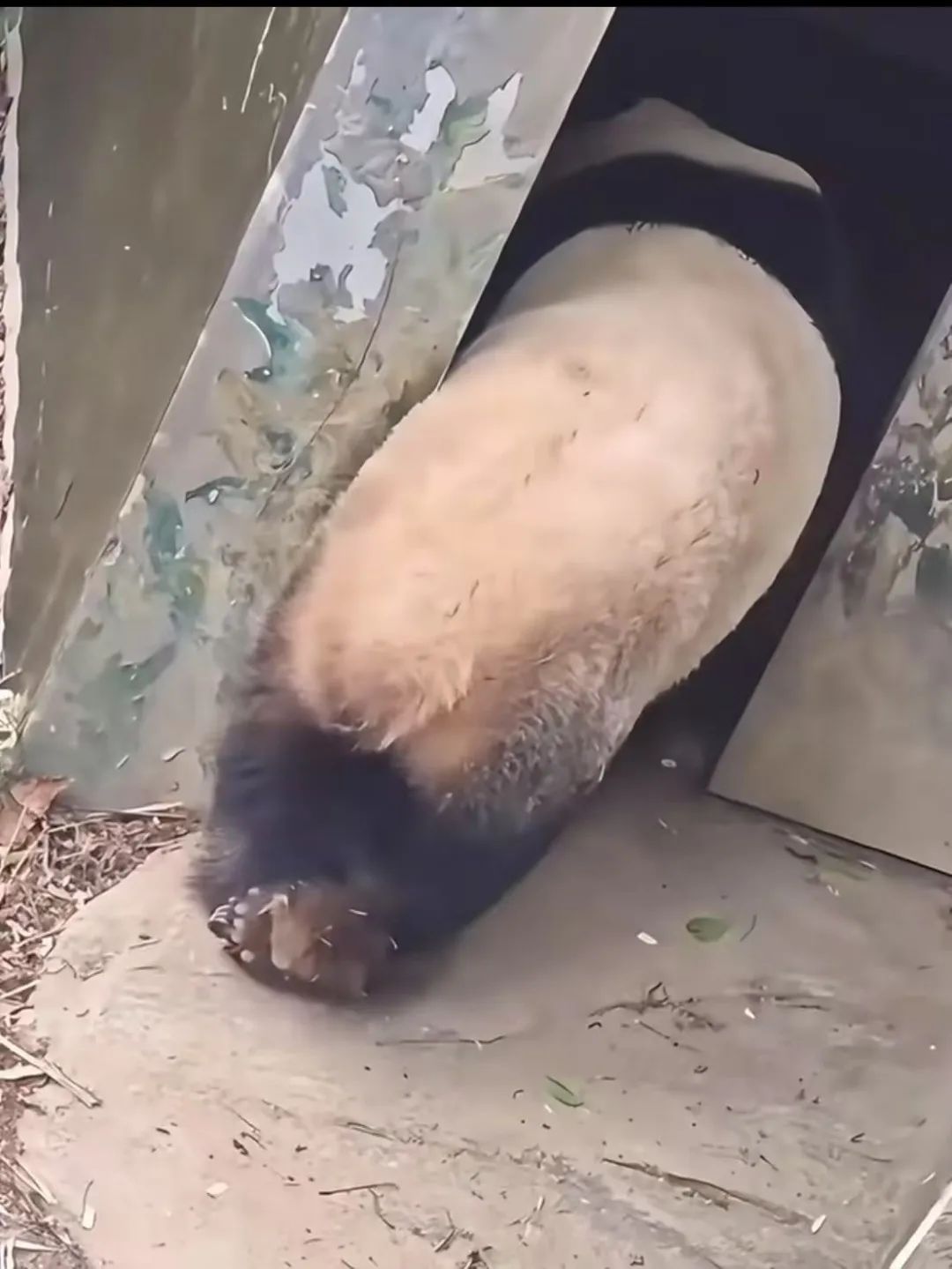 打针打瘸大熊猫一条腿？红山森林动物园：正在恢复中