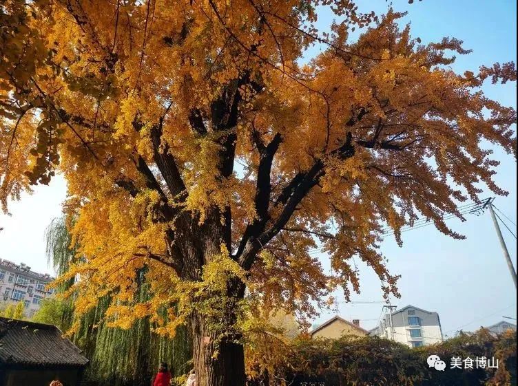 淄博旅游|淄博这个小城美到开挂！千年古银杏身披“黄金甲”