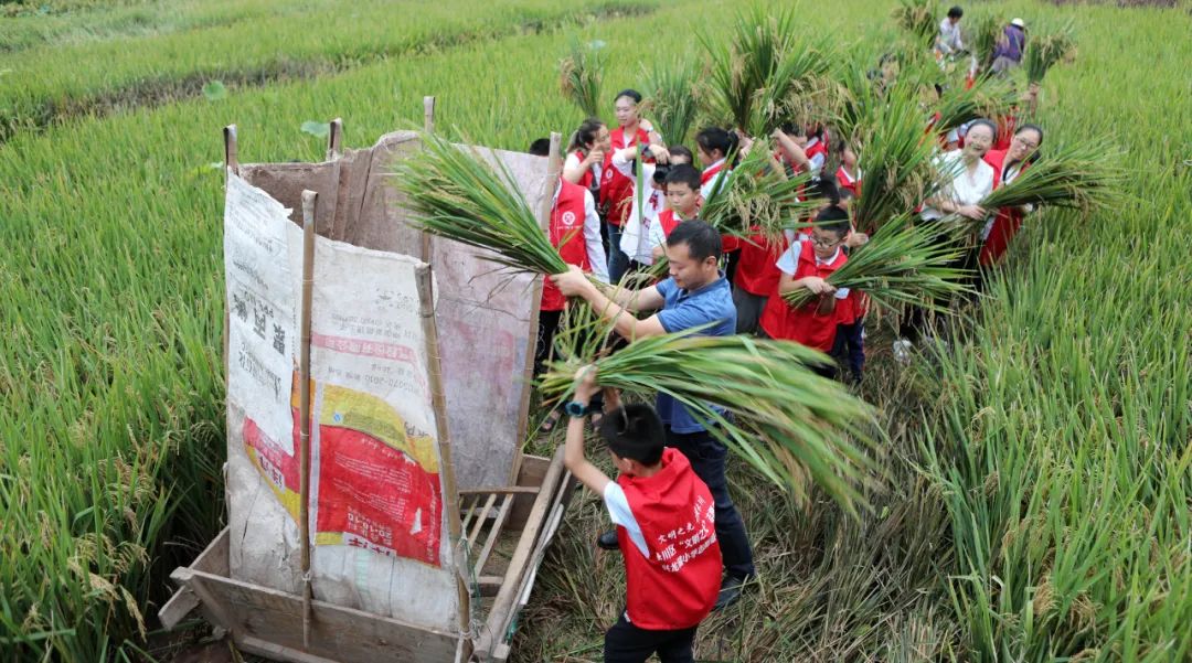 莘莘学子怎么读（莘莘学子）-85模板网