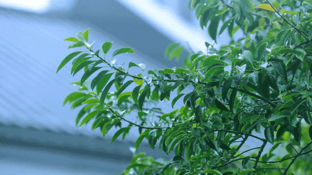 摄图网_402159731_暴雨雨中的树叶植物GIF（企业商用） (4).gif