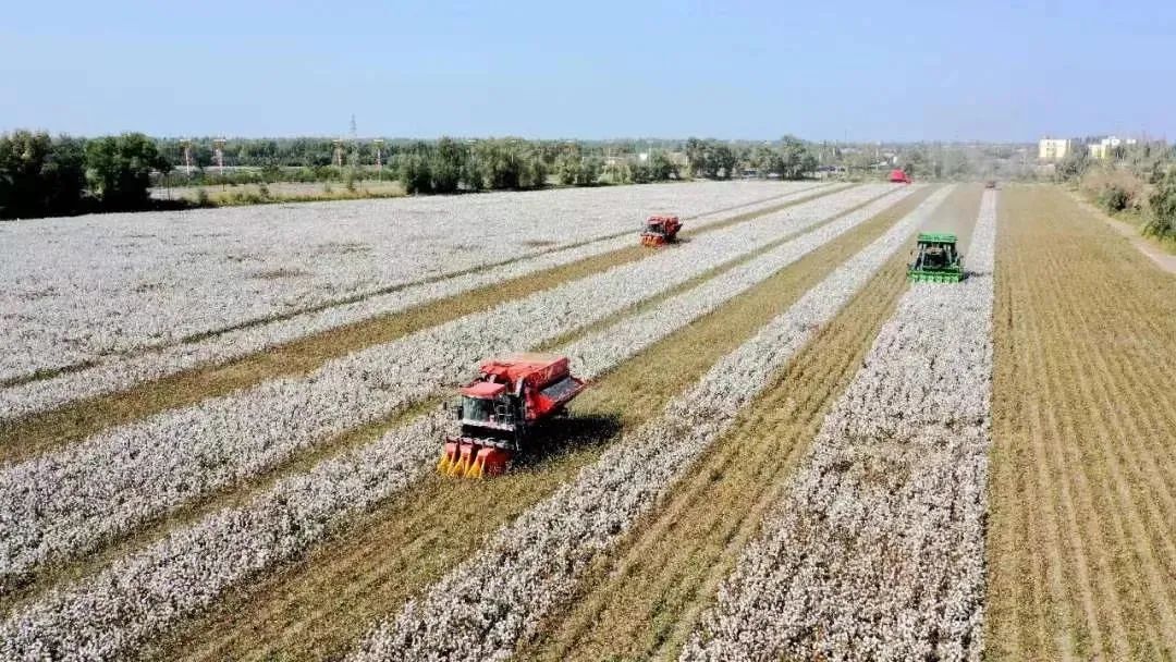 新疆棉花为啥好？原来，跟气象条件有关   