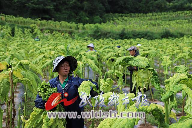 採收菸葉