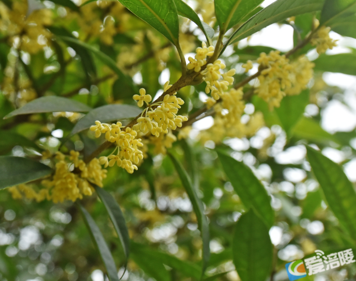 滿城桂花香 正是賞花時