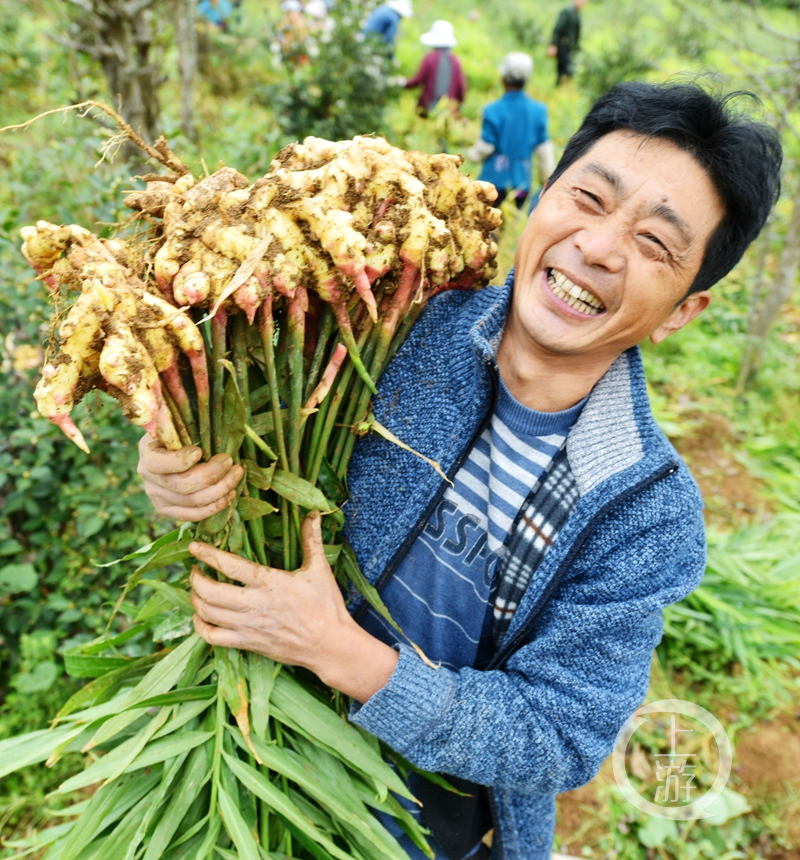 酉阳生姜特色种植助农增收