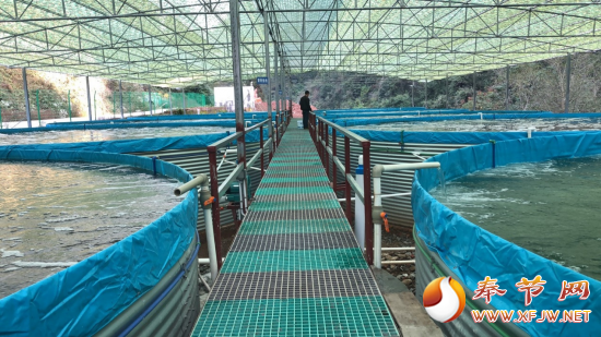 青莲镇大力发展零排放高密度生态养鱼产业