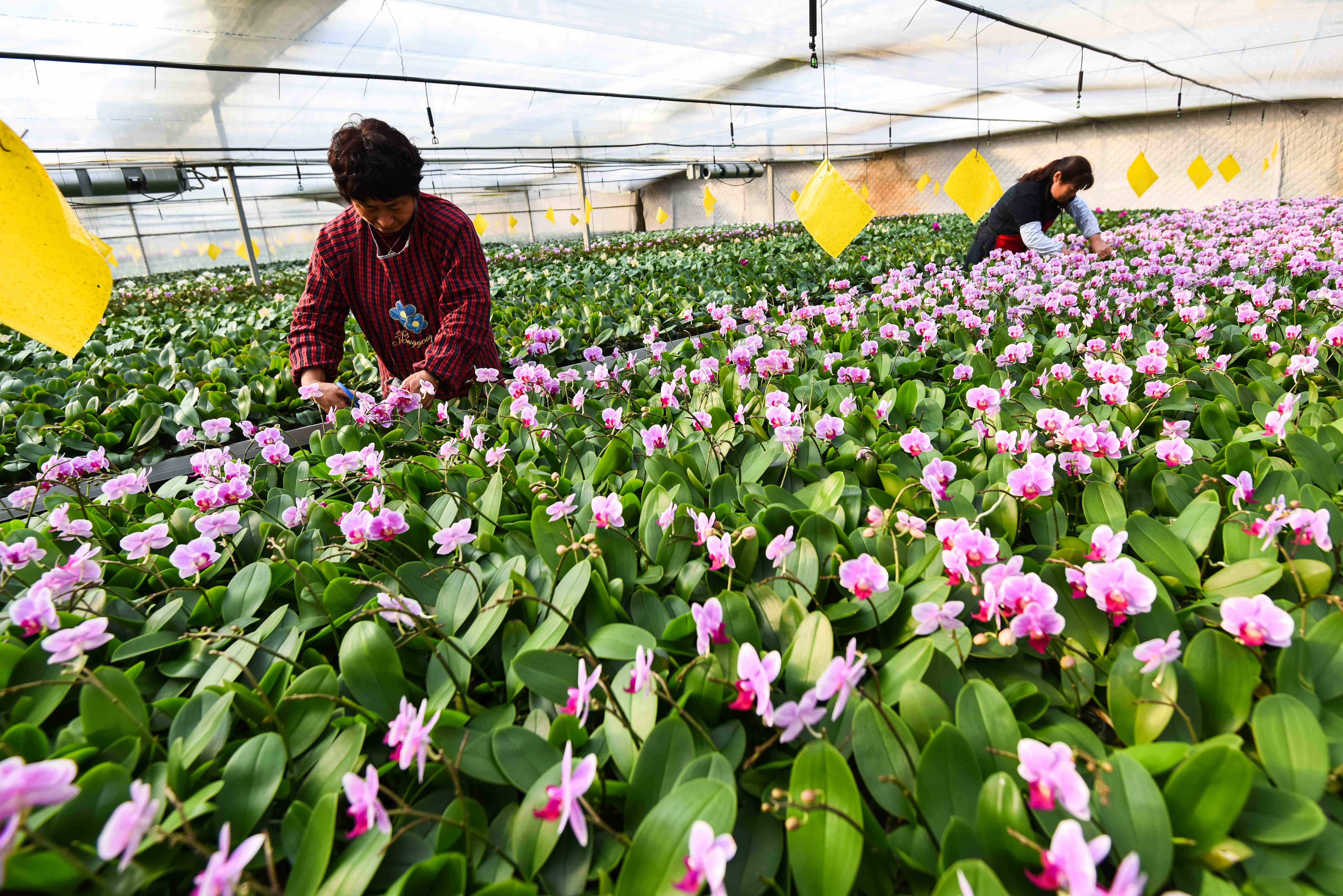 山东青州花香溢满千亿级产业链