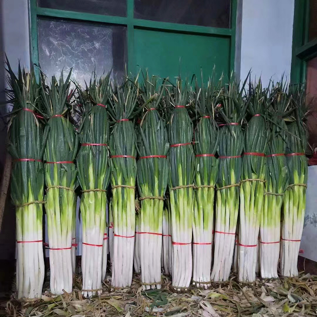 章丘大葱以本地化集采集配的方式第一时间送至济南,青岛等市民餐桌