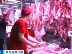 从一头牛亏超2000元到赚2000元！牛肉价格持续上涨，旺季来了