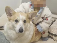 重庆2岁幼童18楼坠亡，事发时父亲外出遛
