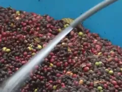 超强厄尔尼诺“搅动”全球餐桌！对你我生活