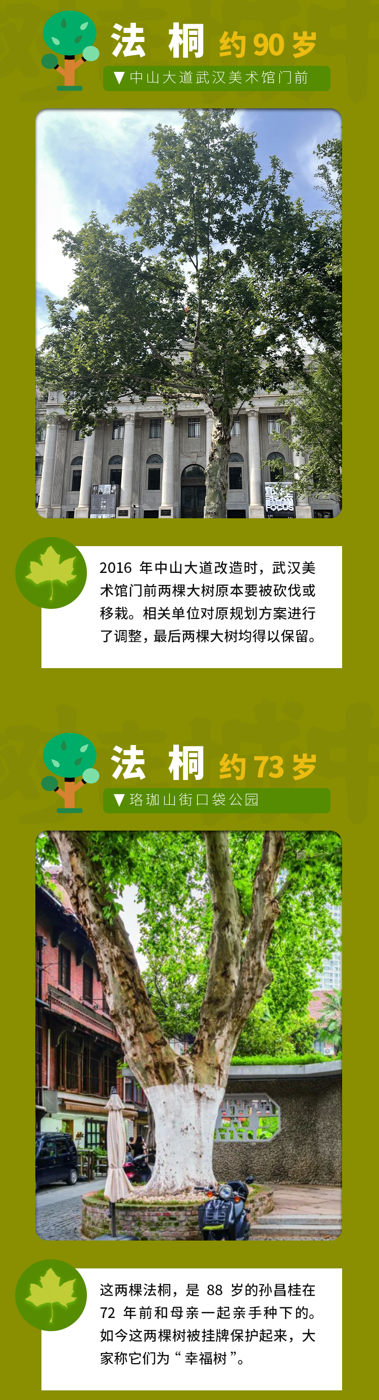 最高树龄114岁，武汉藏着一处百年古树群落