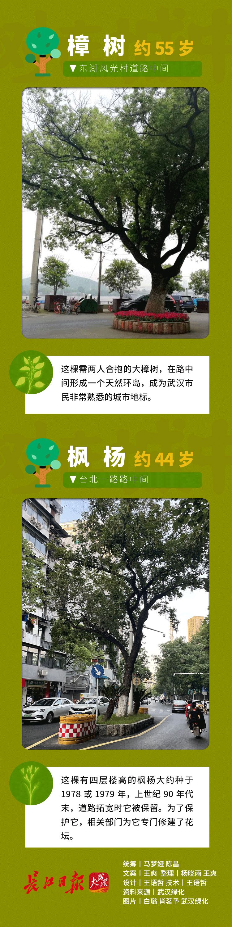 最高树龄114岁，武汉藏着一处百年古树群落