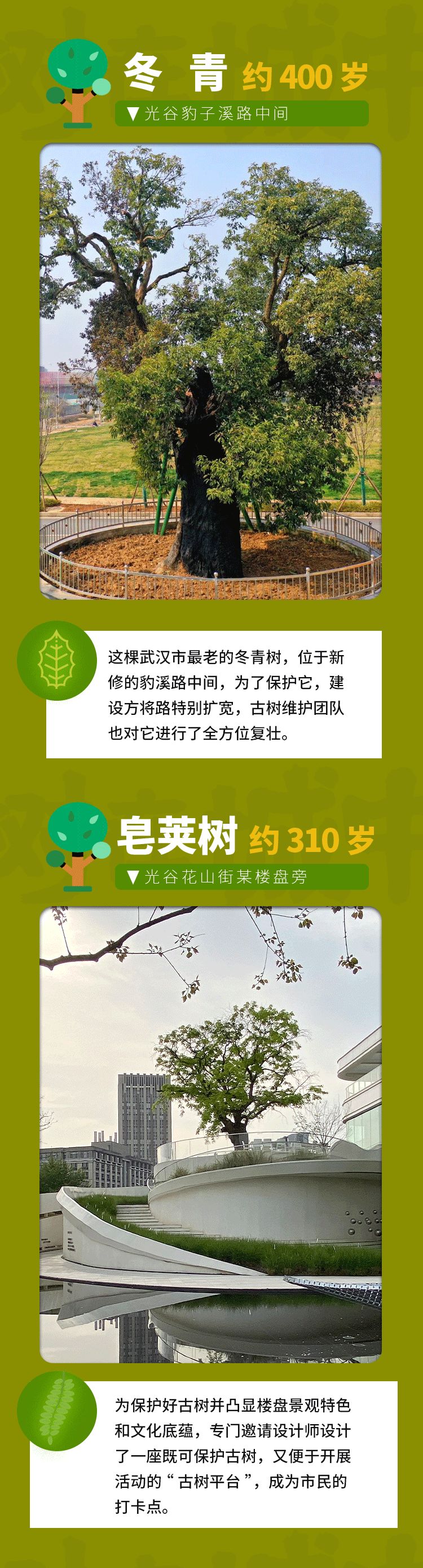 最高树龄114岁，武汉藏着一处百年古树群落