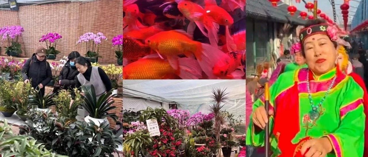 逛花街！过大年！花鸟市场年味浓