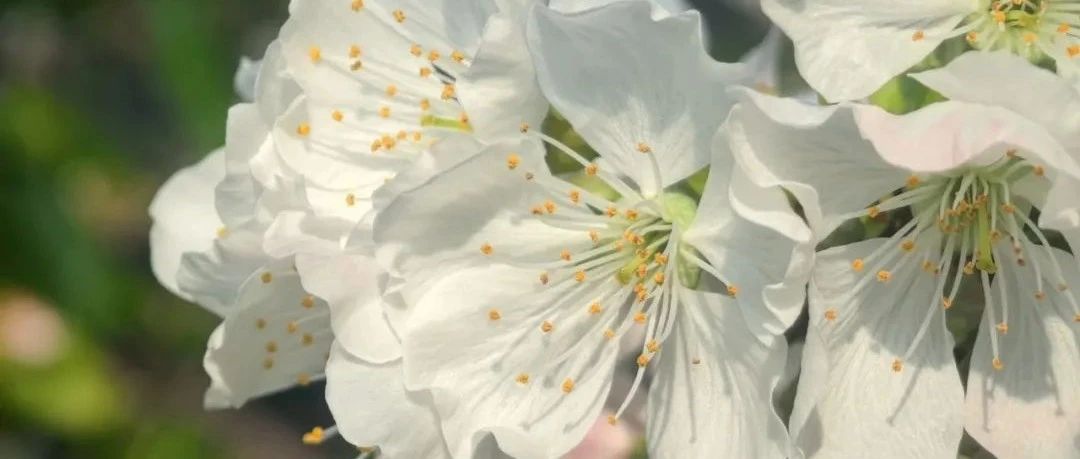 花开时来，赏一树皑皑花雪