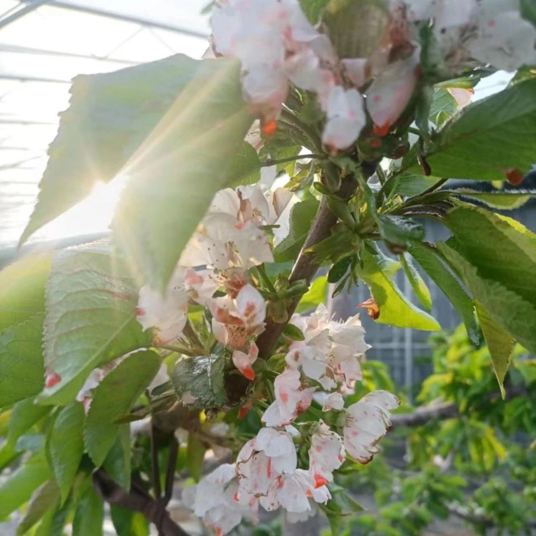 招远夏甸镇：大棚樱桃花开早 春意盎然满枝头