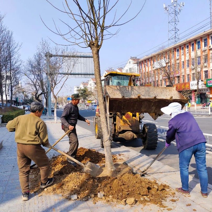 招远：春季绿化养护忙  补植添绿正当时！