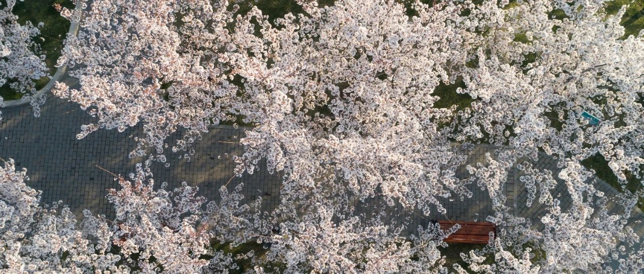 清明时分：赏一路繁花，寄一份思念