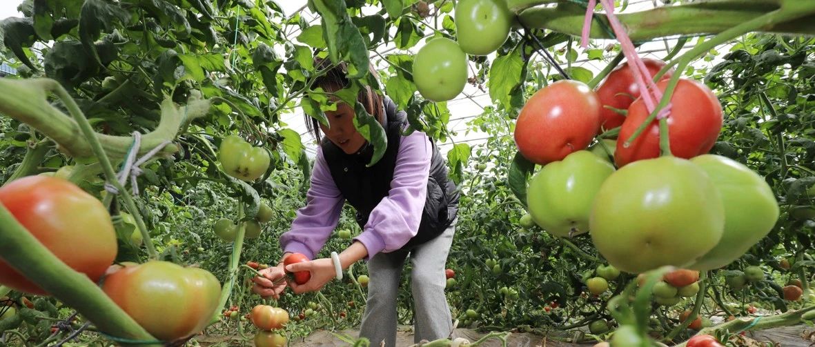 招远：春来农事忙 绘就好“丰”景