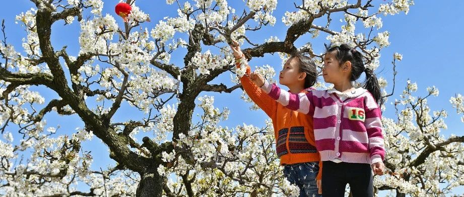 4月13日！福山高疃肖家沟村梨花节来啦