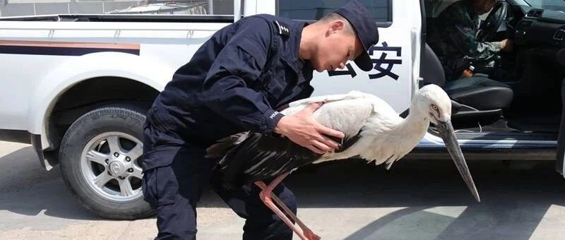 海岛又传生态佳话，警民携手救助东方白鹳