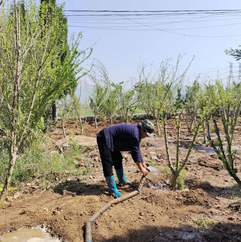 招远：绿化补植，让城市环境更有“气质”