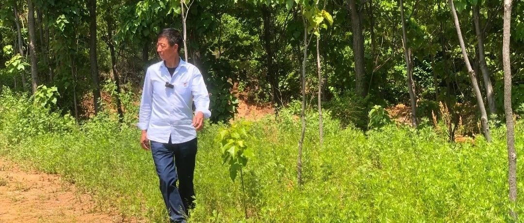 【致敬30年 共谱新篇章】解甲庄街道冶头南村党支部书记、村委会主任杨风树：“红色动力”指引  “森林村庄”扬名