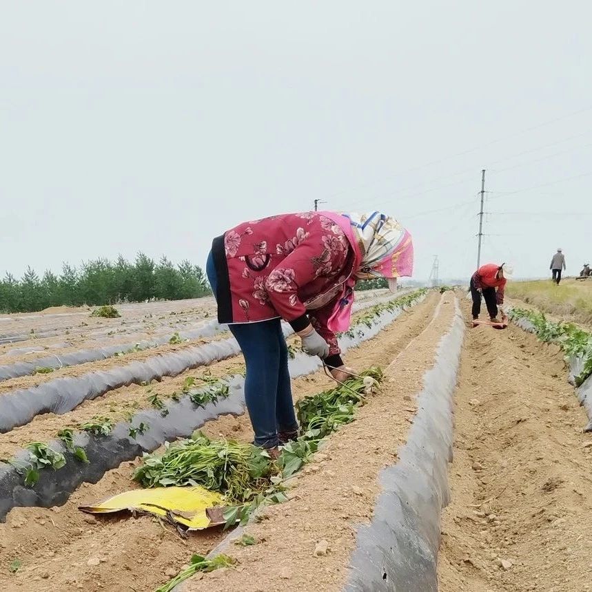 招远：齐山镇蜜薯种植走出“甜蜜”致富路