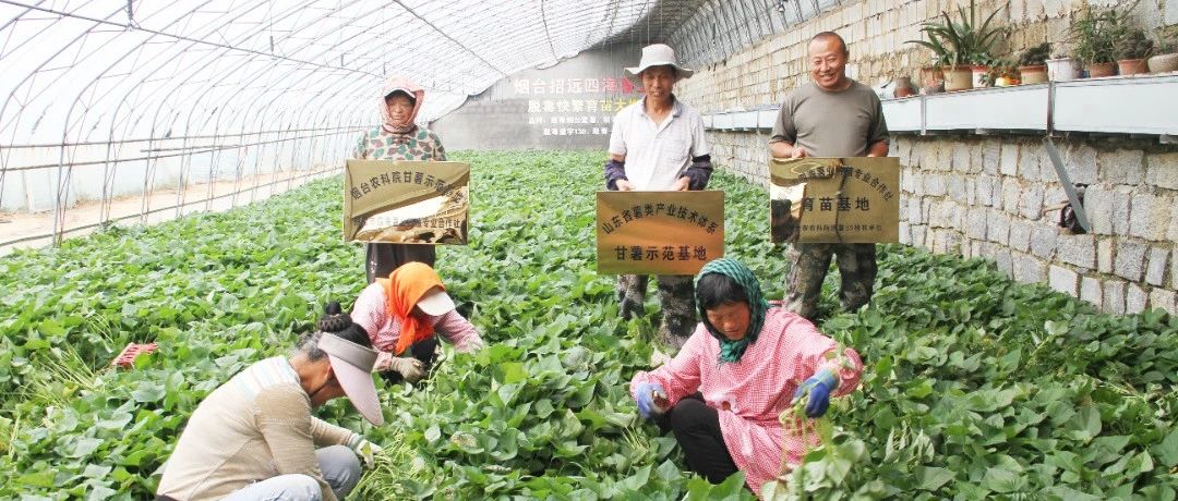 招远：红薯剪苗忙 干群同心助丰收