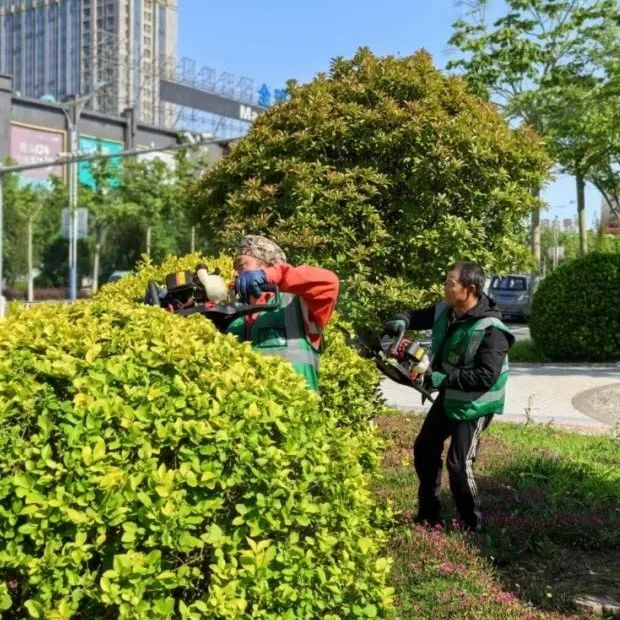 招远园林养护中心：枝繁叶茂绿意浓，修剪打草养护忙