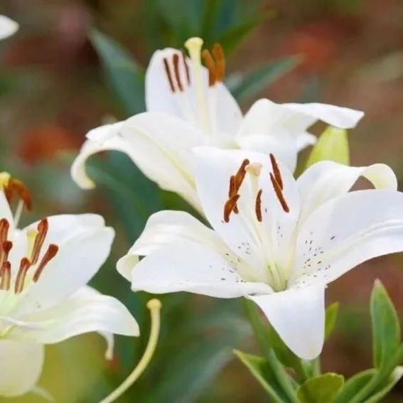 等你来邂逅！海阳植物园百合花迎夏盛放