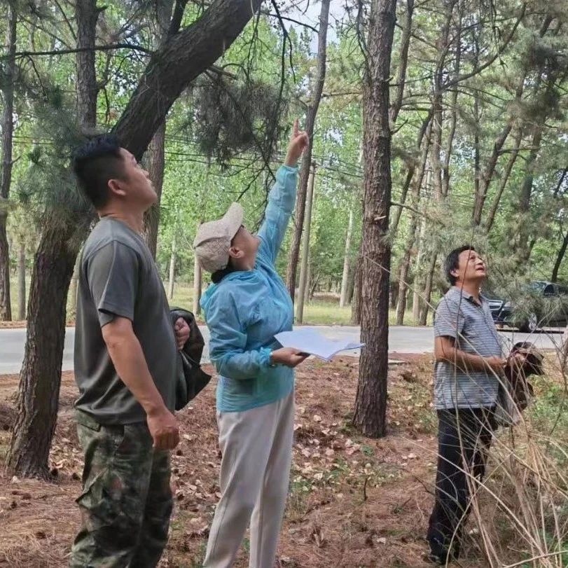 小线虫，大危害！招远这个镇全面普查筑牢绿色生态屏障！