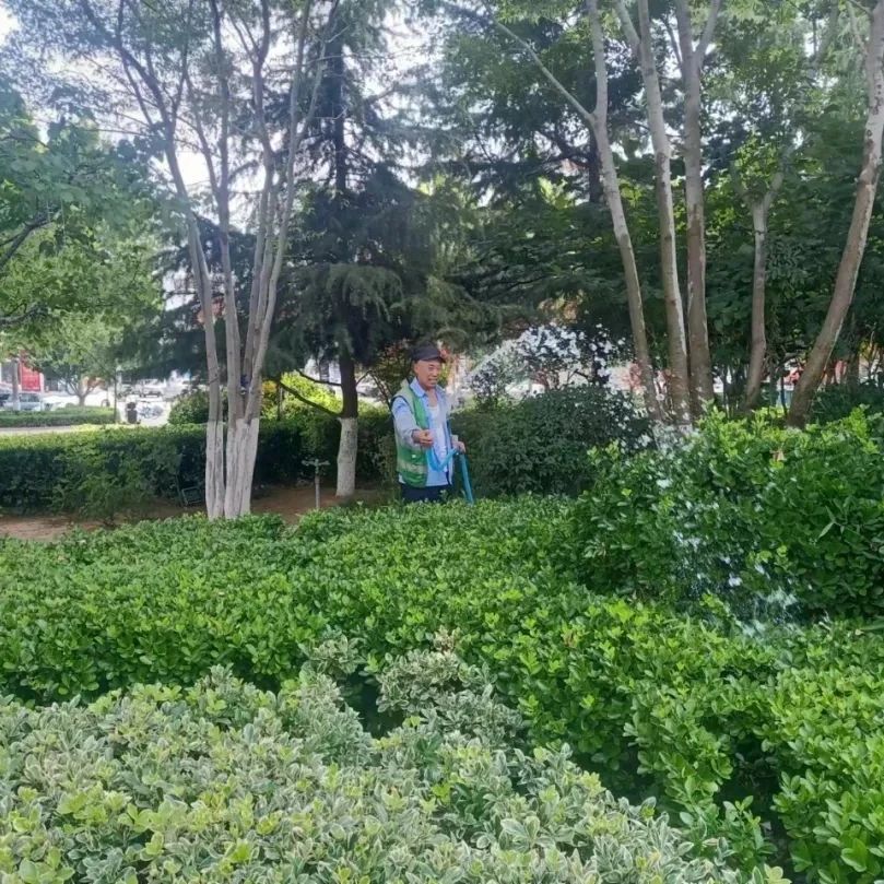 招远：绿地灌溉，提升绿植“精气神”